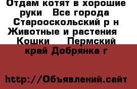 Отдам котят в хорошие руки - Все города, Старооскольский р-н Животные и растения » Кошки   . Пермский край,Добрянка г.